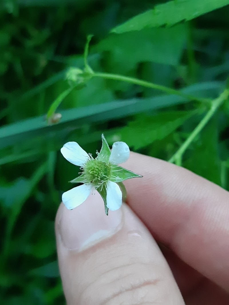 White Avens photo 6