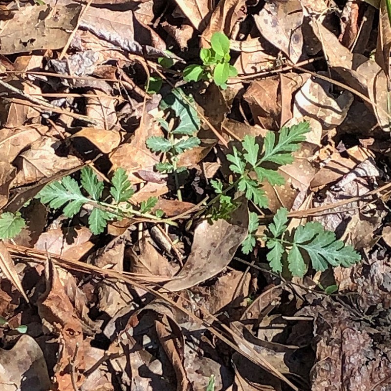 White Avens photo 7