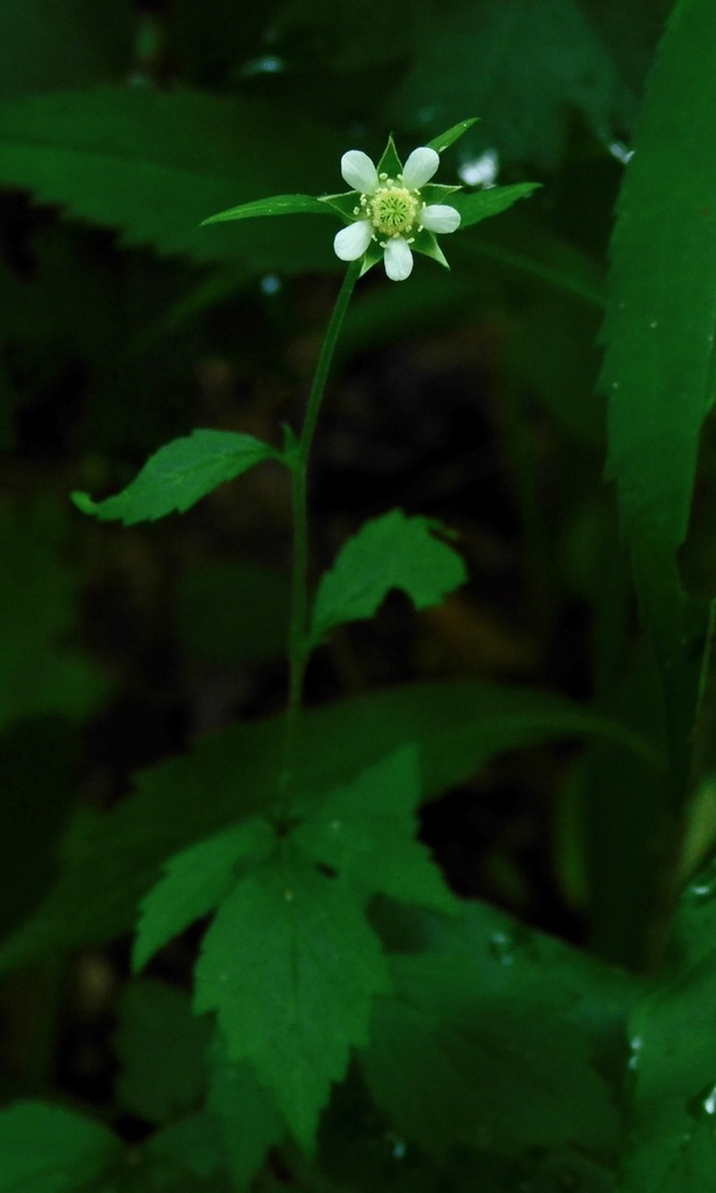 White Avens photo 8