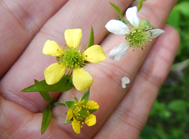 Catling's Avens photo 2