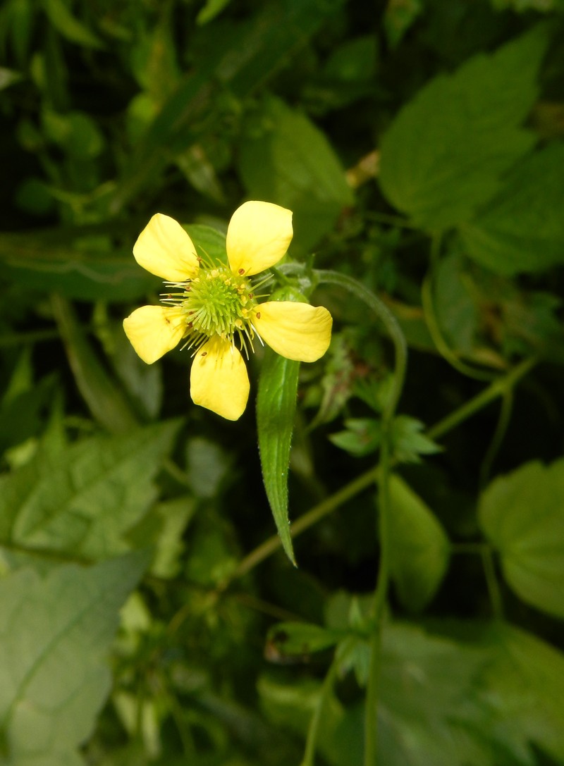Catling's Avens