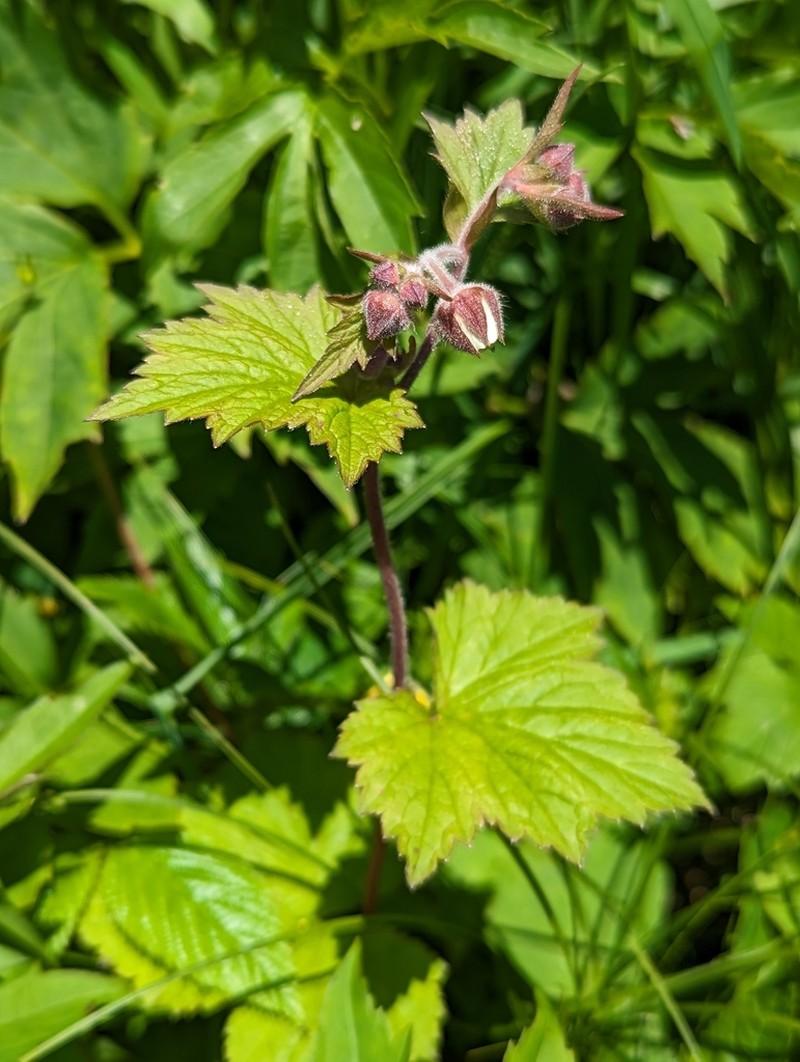 Bent Avens