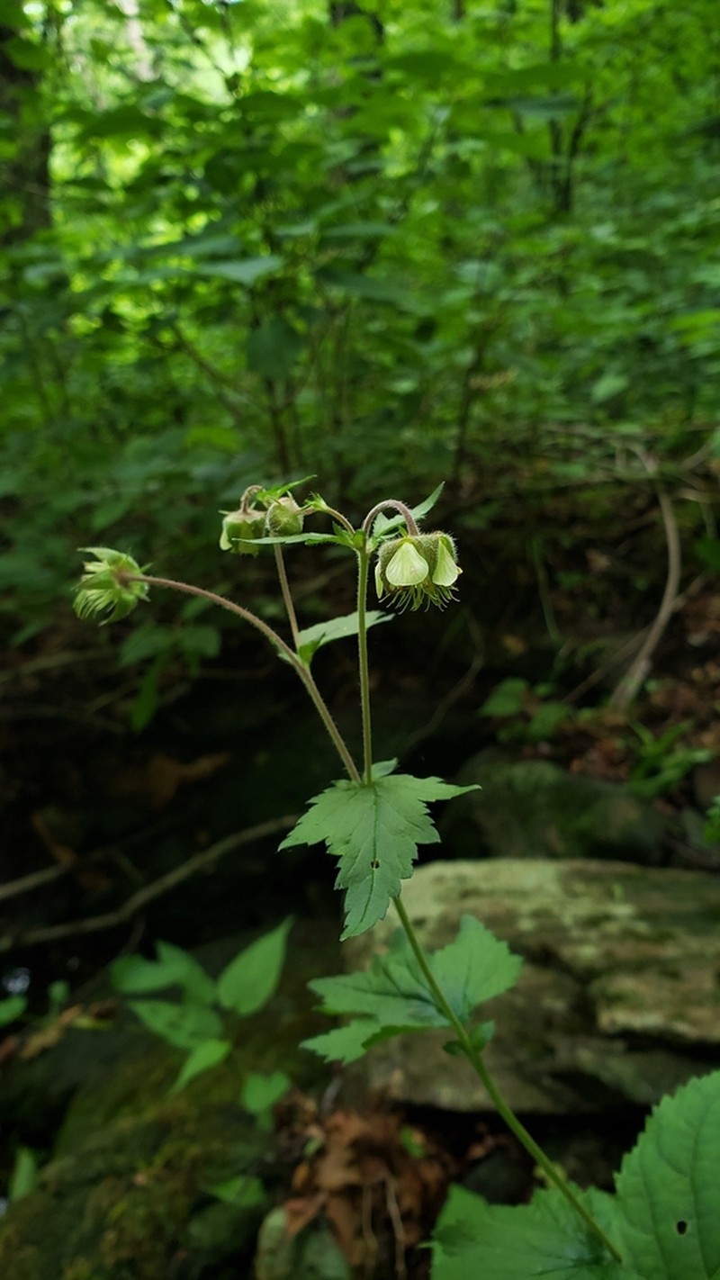 Bent Avens photo 2