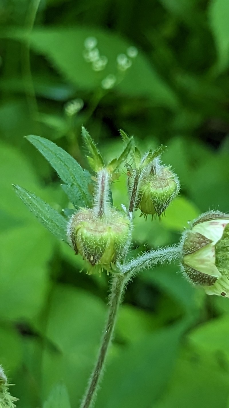 Bent Avens photo 3