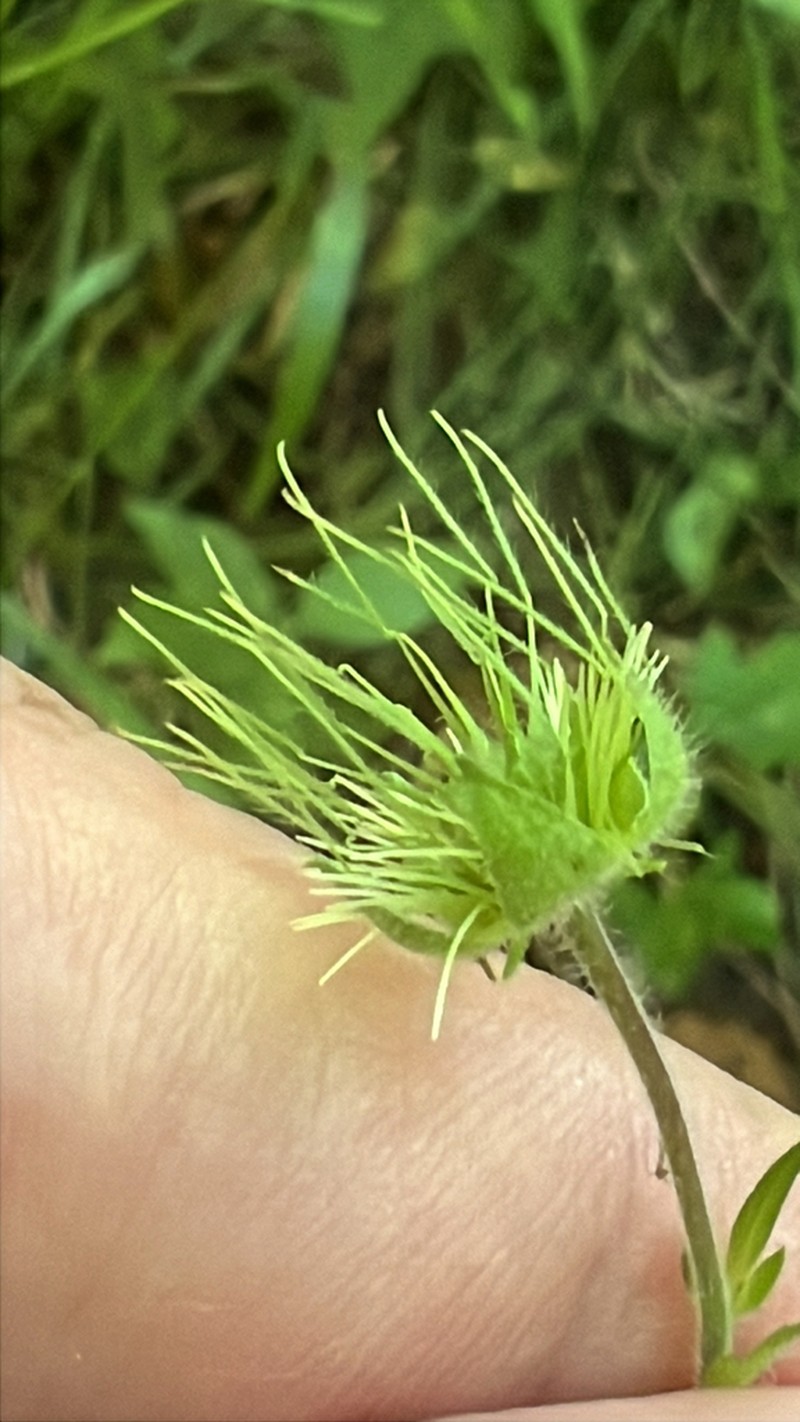 Bent Avens photo 4