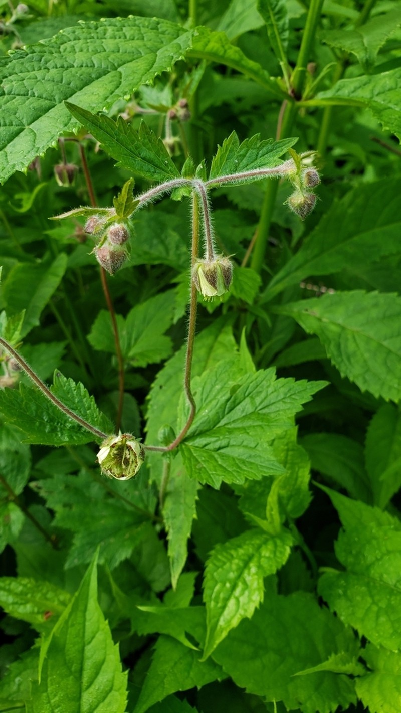 Bent Avens photo 5