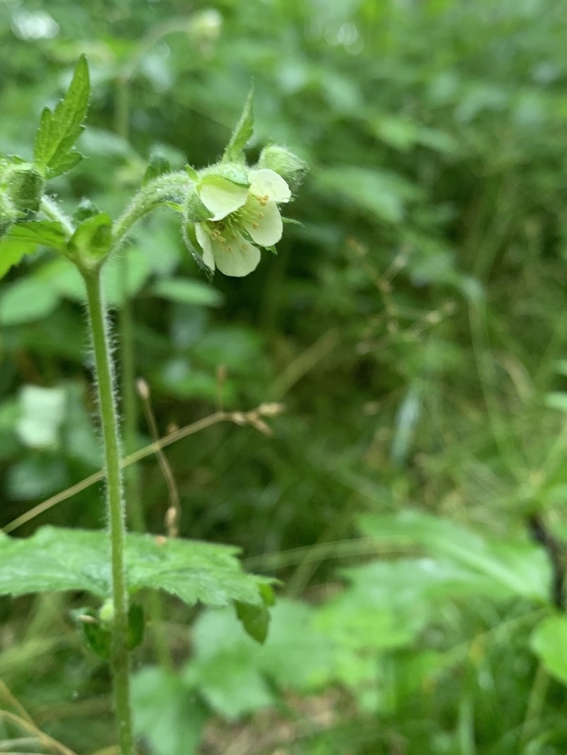 Bent Avens photo 6
