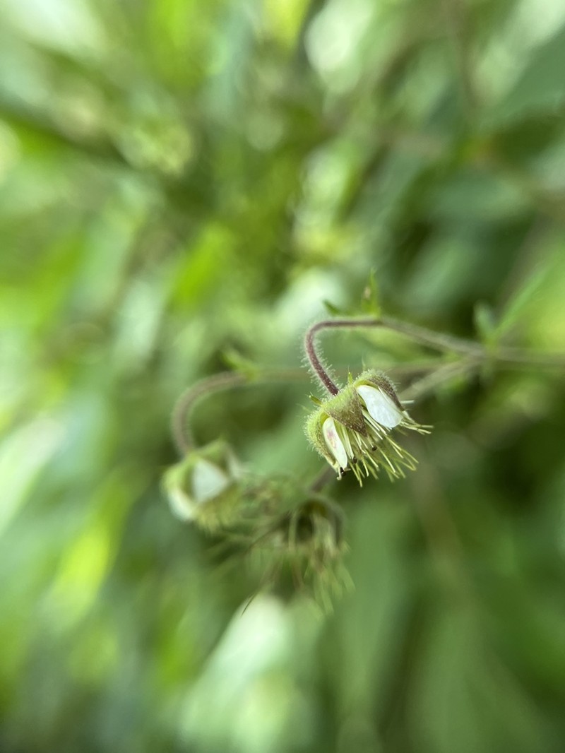 Bent Avens photo 7