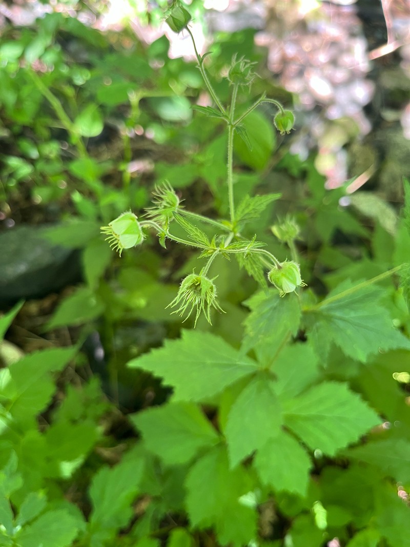 Bent Avens photo 8