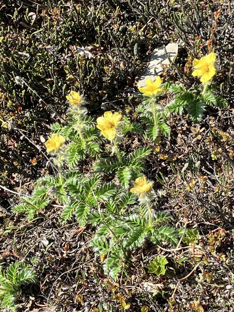 Glacier Avens