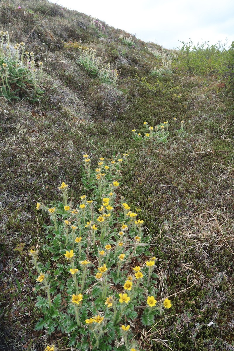 Glacier Avens photo 2