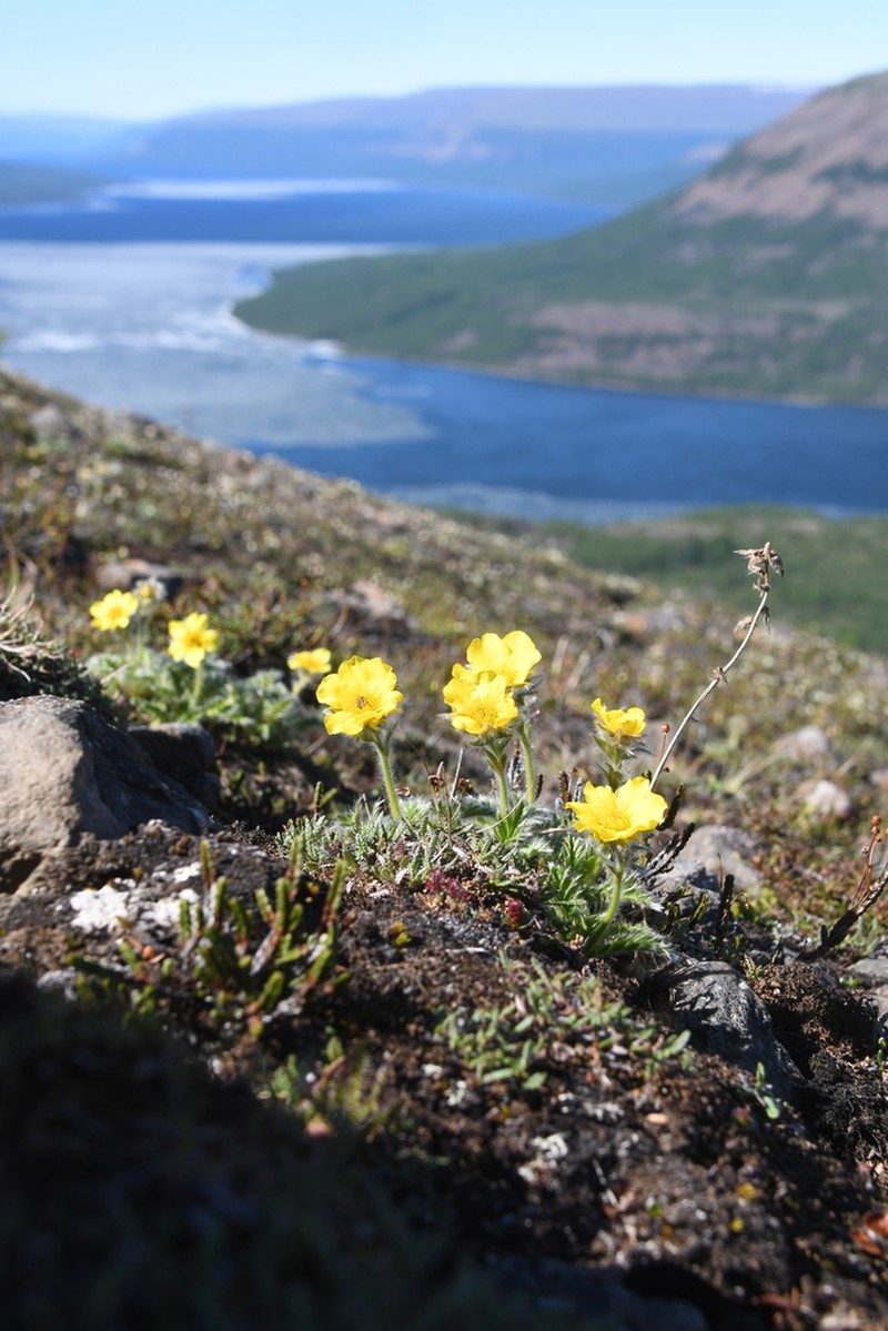Glacier Avens photo 3