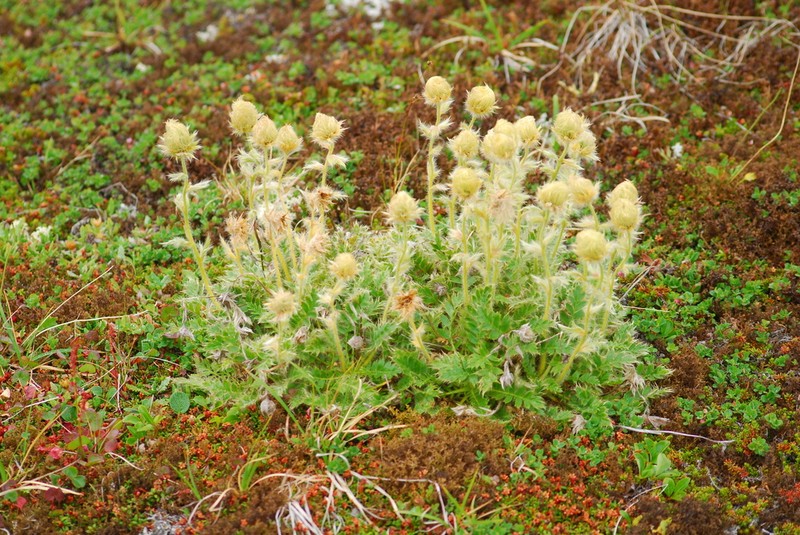 Glacier Avens photo 4