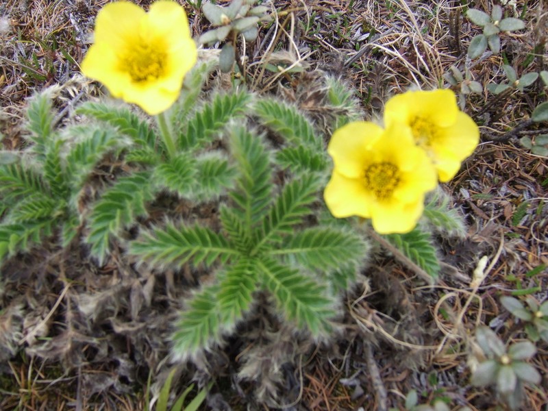 Glacier Avens photo 5
