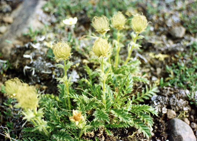 Glacier Avens photo 6