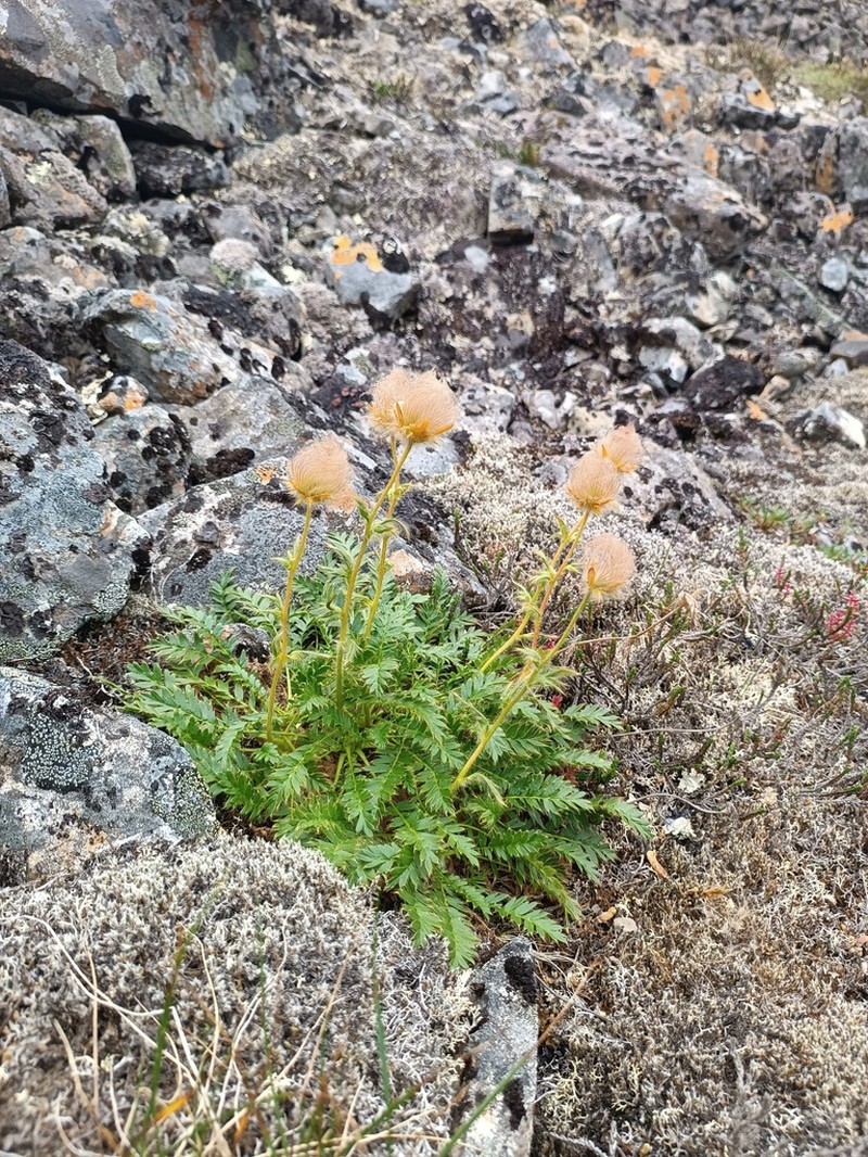 Glacier Avens photo 8