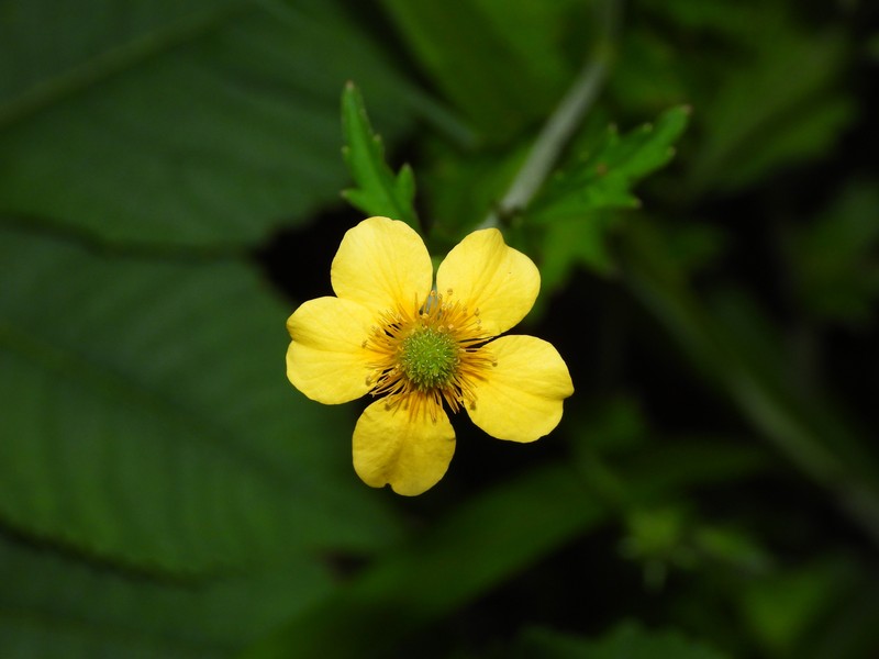 Geum japonicum var. chinense