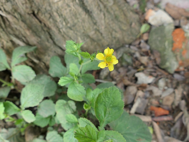 Geum japonicum var. chinense photo 2