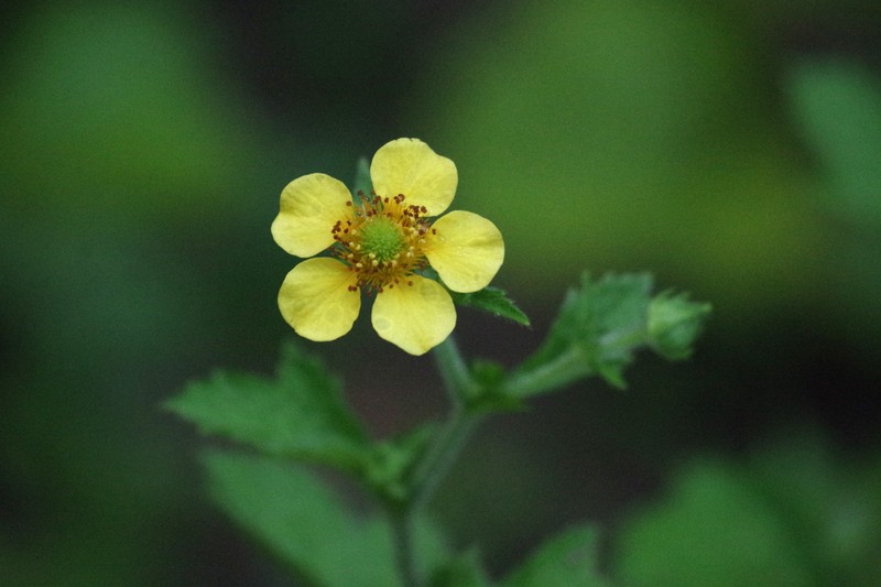 Geum japonicum var. chinense photo 3