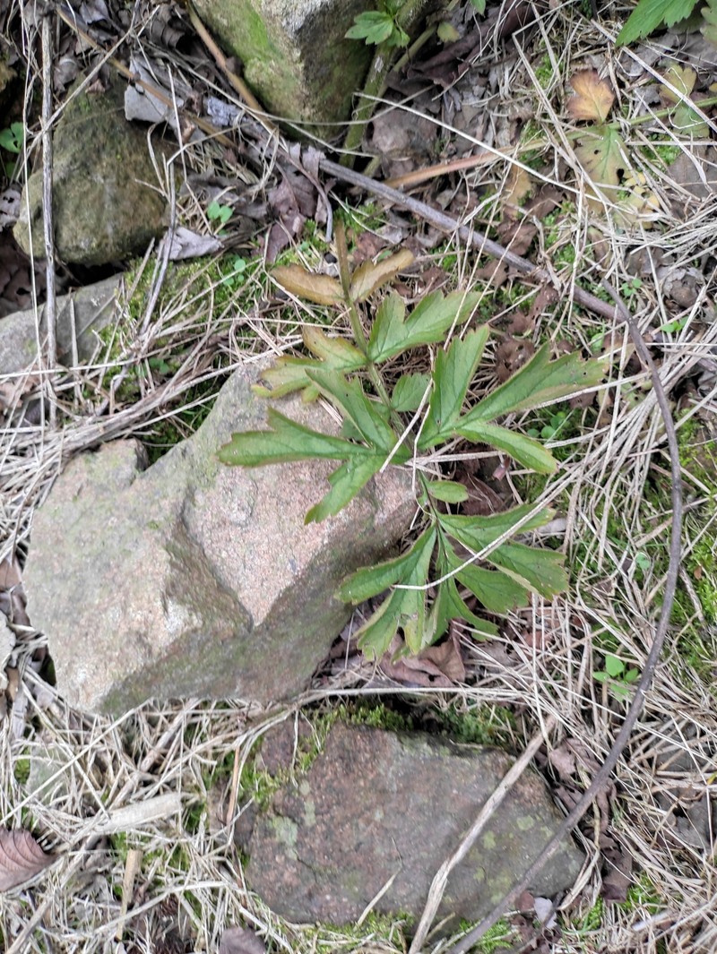 Geum japonicum var. chinense photo 4