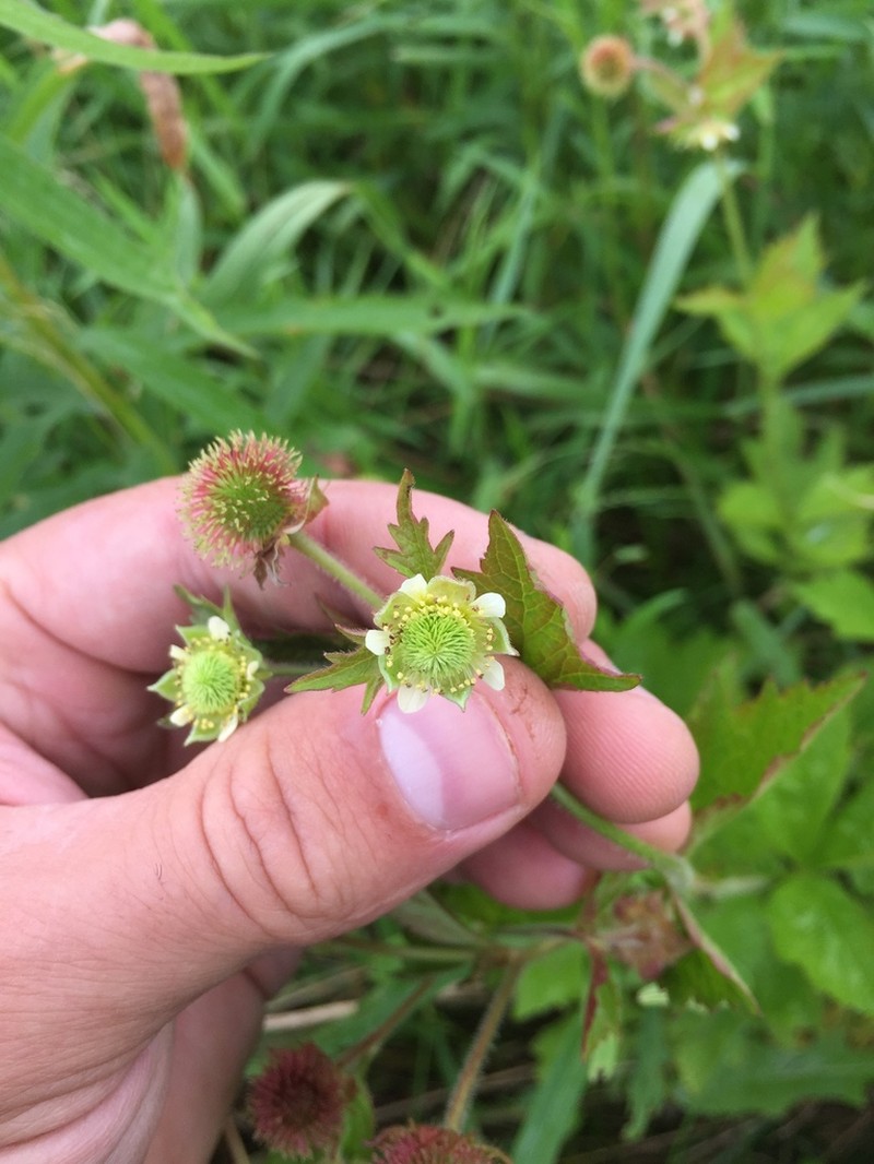 Rough Avens