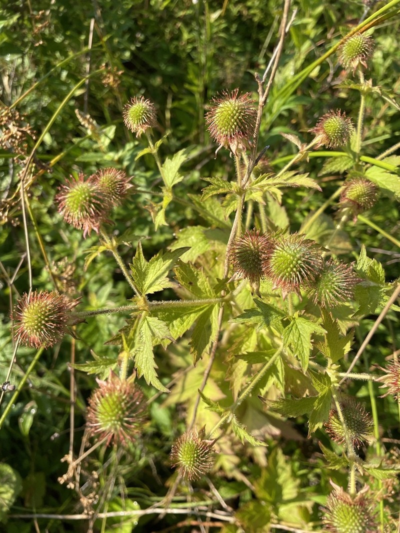 Rough Avens photo 2
