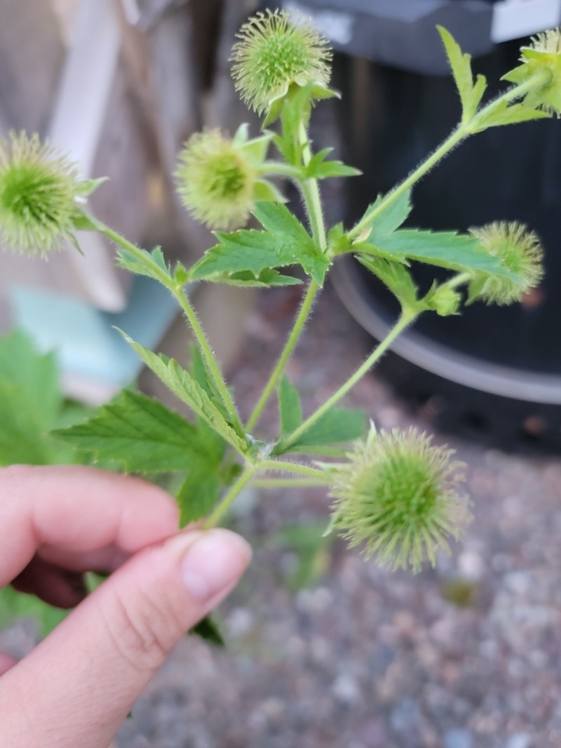Rough Avens photo 3
