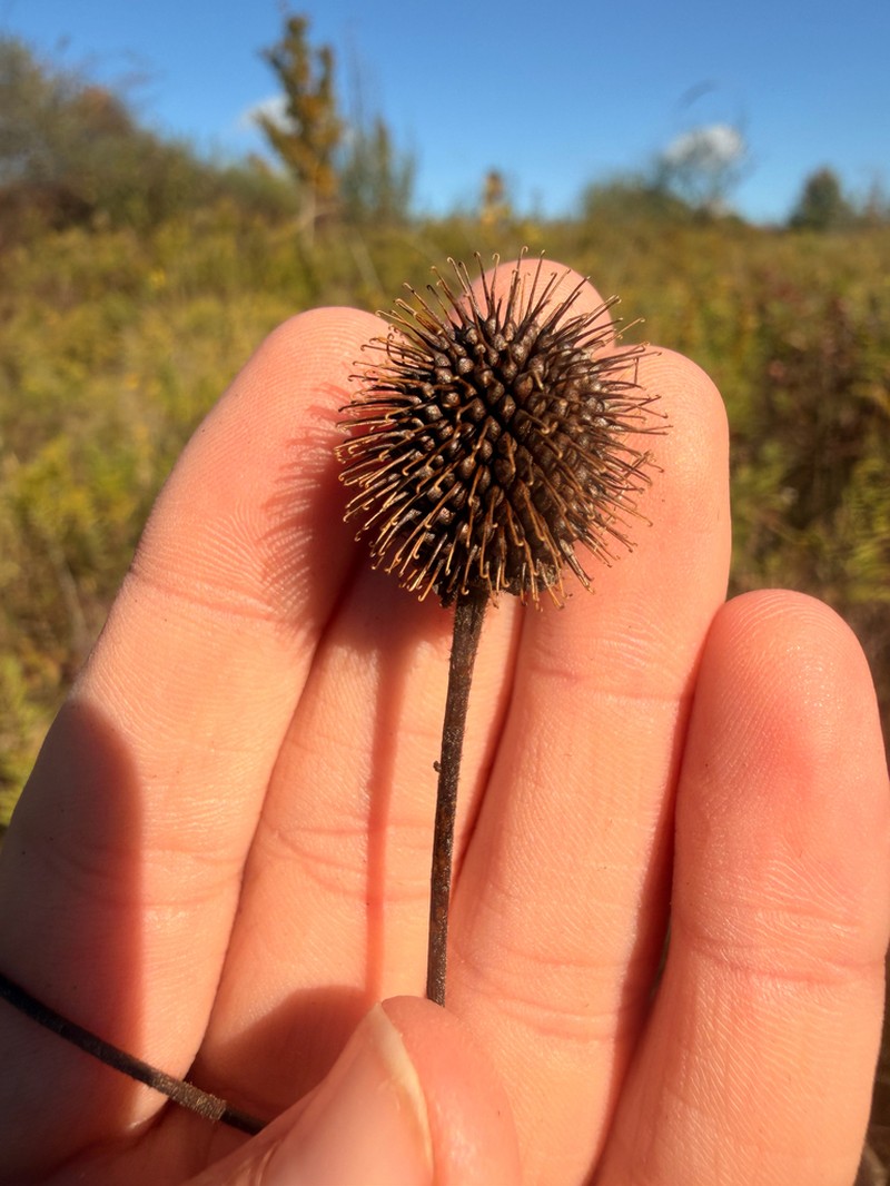 Rough Avens photo 4