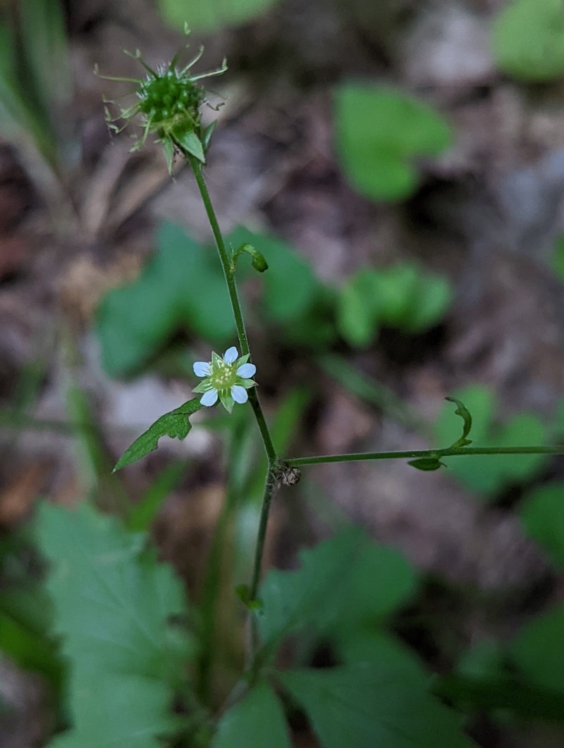 Rough Avens photo 5
