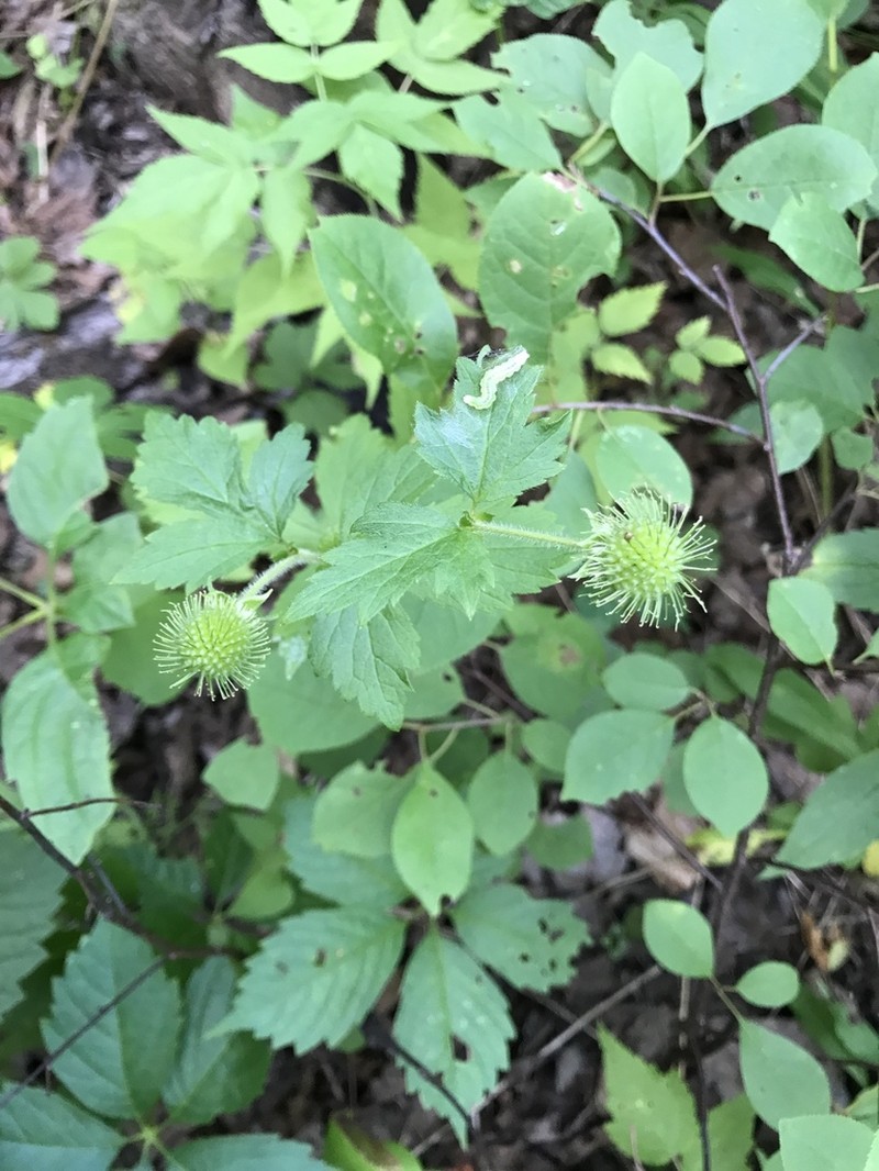 Rough Avens photo 6