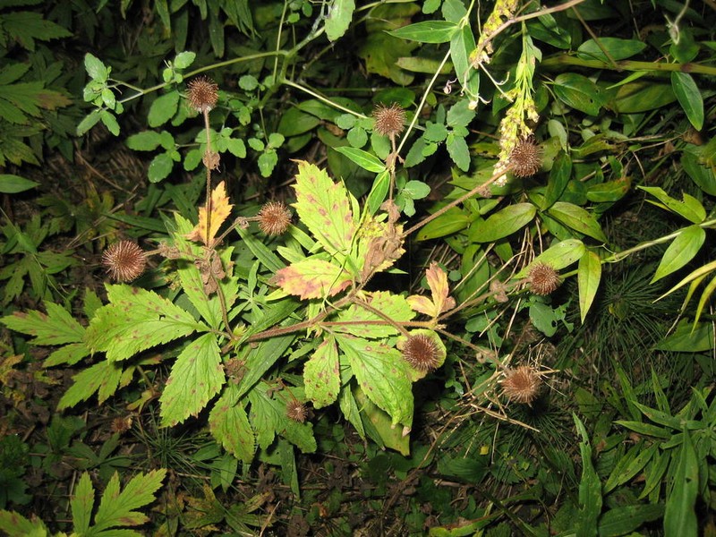 Rough Avens photo 7
