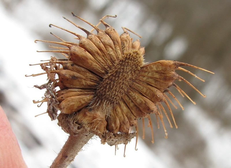 Rough Avens photo 8