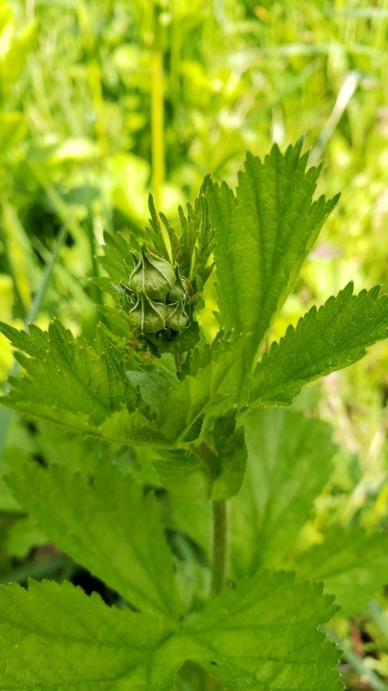 Largeleaf Avens