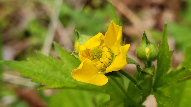 Largeleaf Avens photo 2