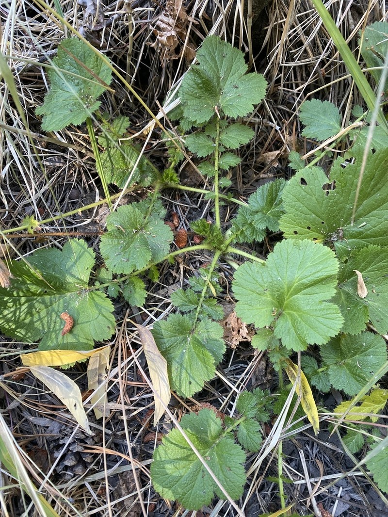 Largeleaf Avens photo 3