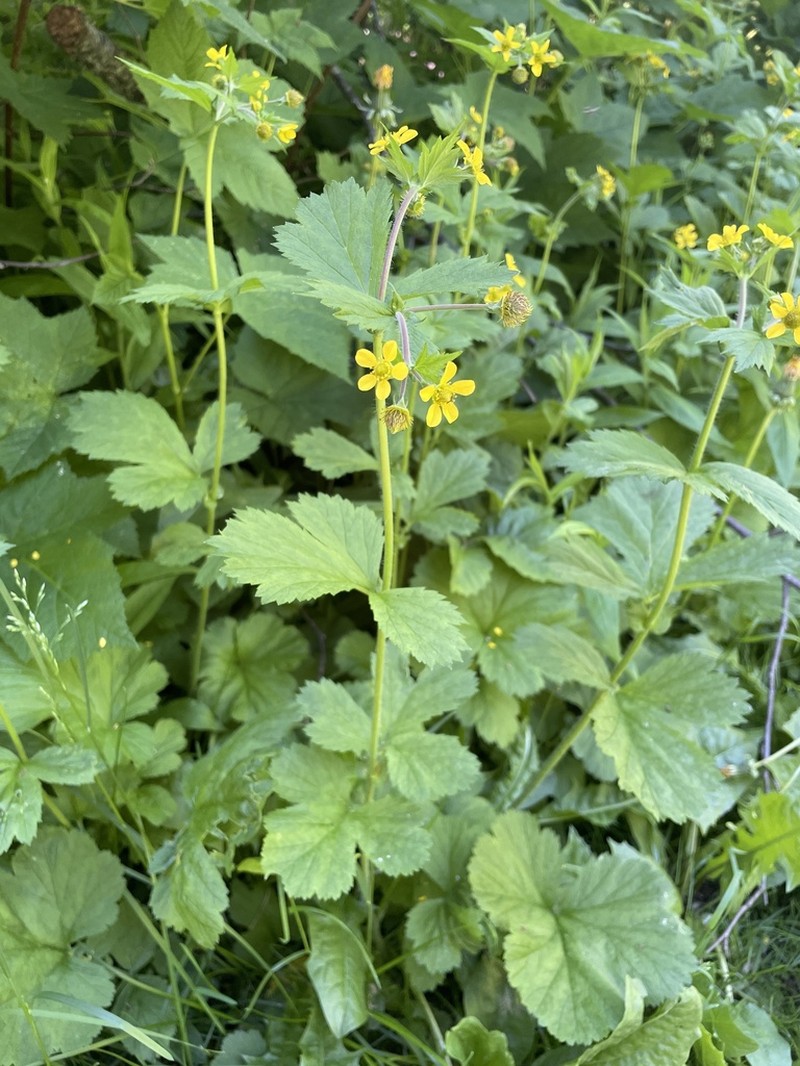 Largeleaf Avens photo 4