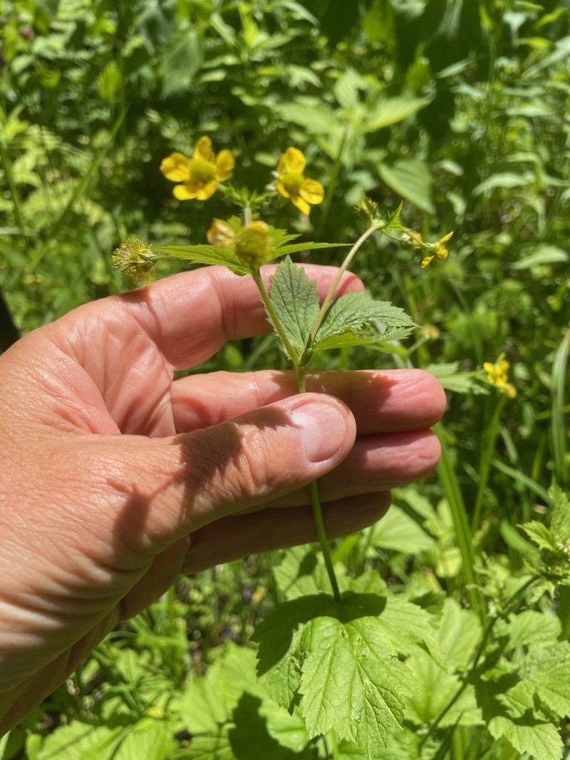 Largeleaf Avens photo 5
