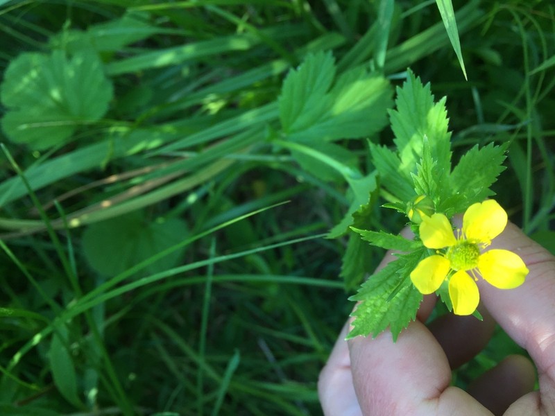 Largeleaf Avens photo 6