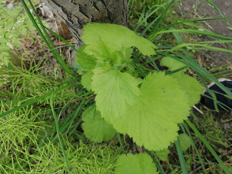 Largeleaf Avens photo 7