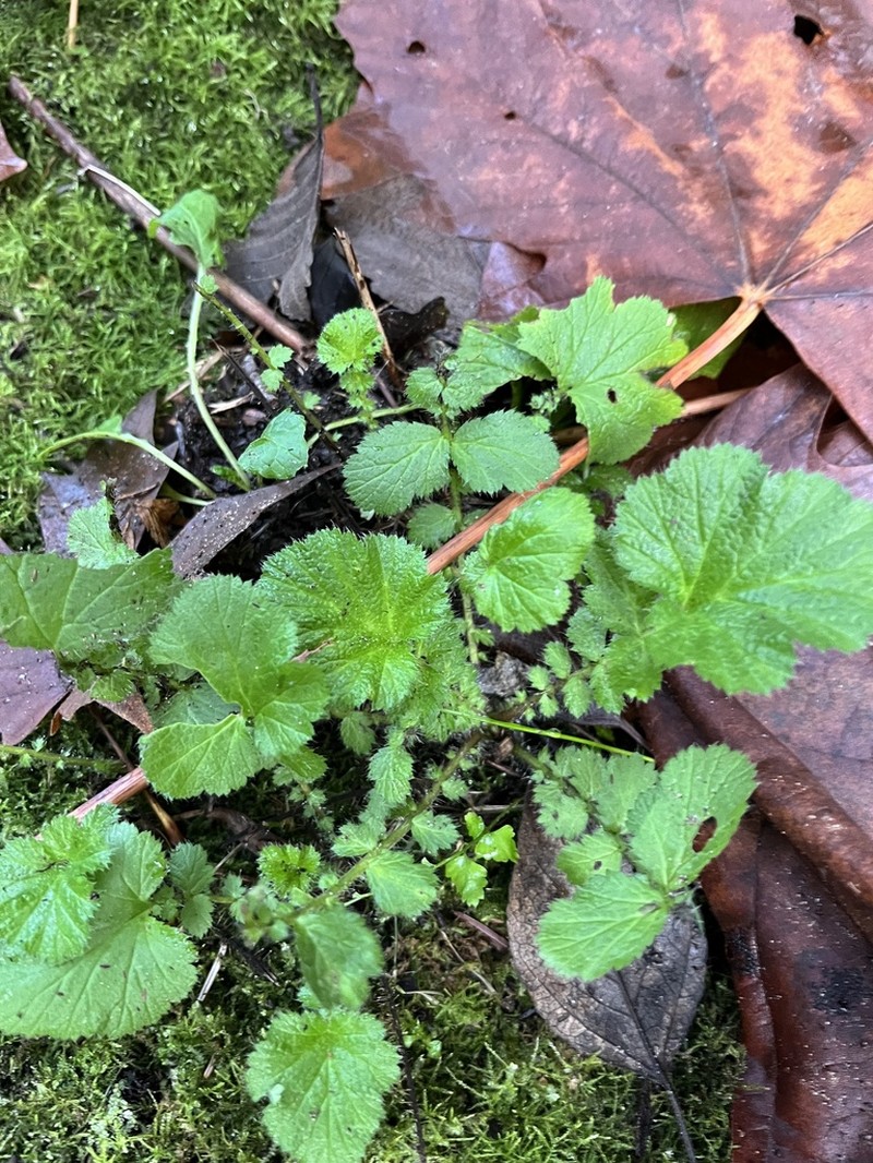 Largeleaf Avens photo 8