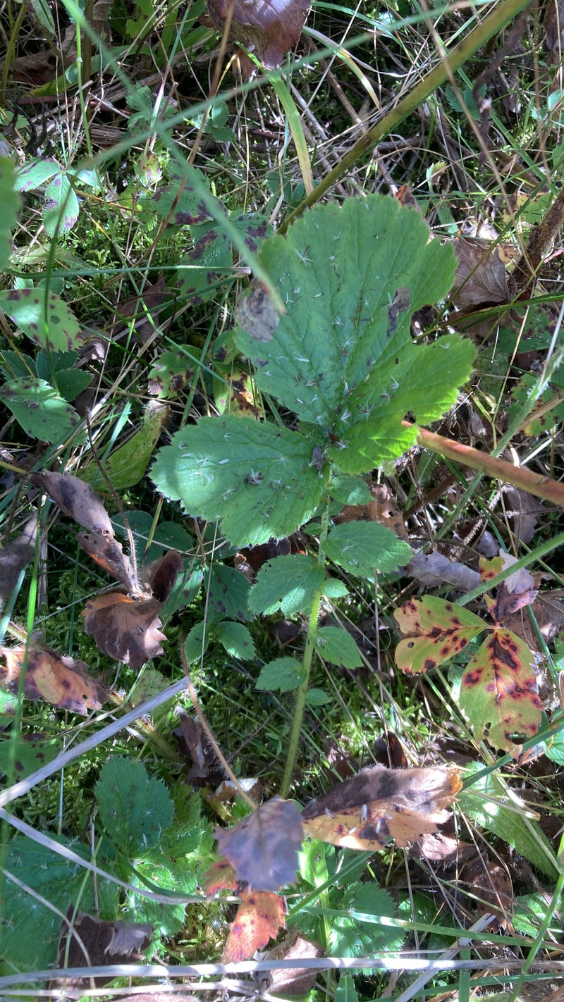 Geum macrophyllum var. macrophyllum