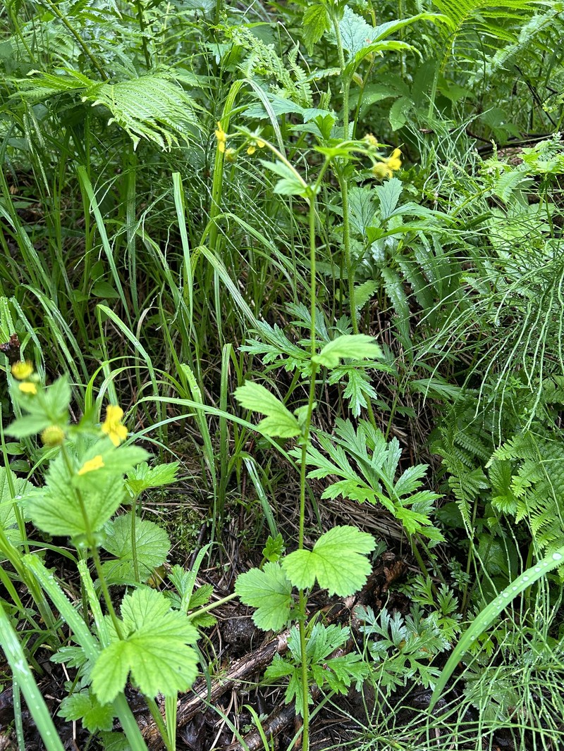 Geum macrophyllum var. macrophyllum photo 2