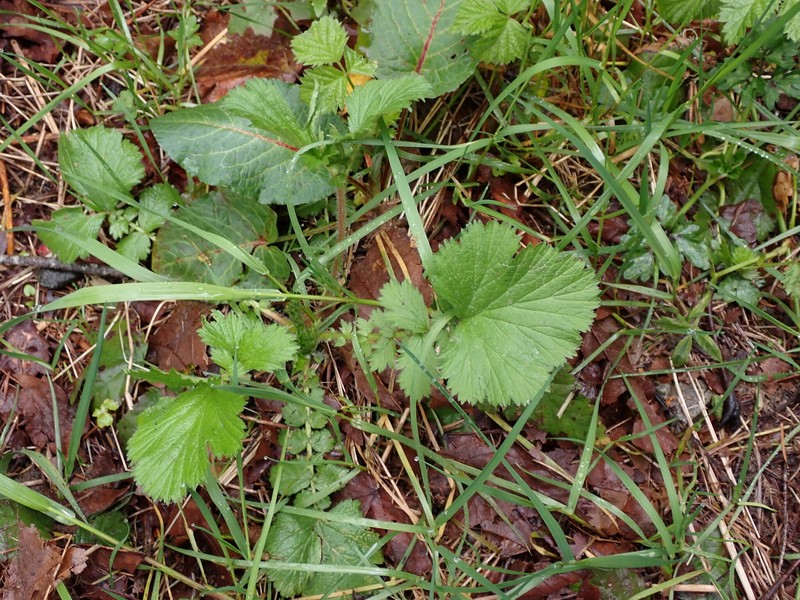 Geum macrophyllum var. macrophyllum photo 3