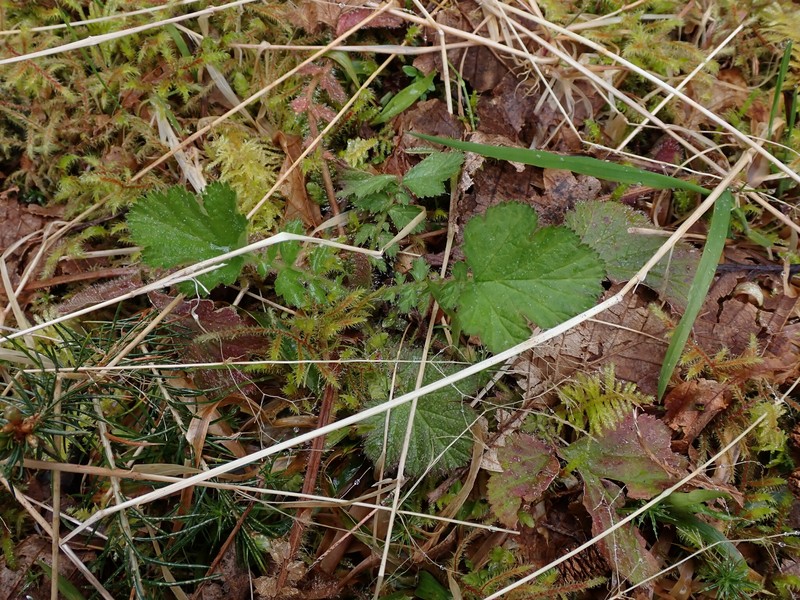 Geum macrophyllum var. macrophyllum photo 4