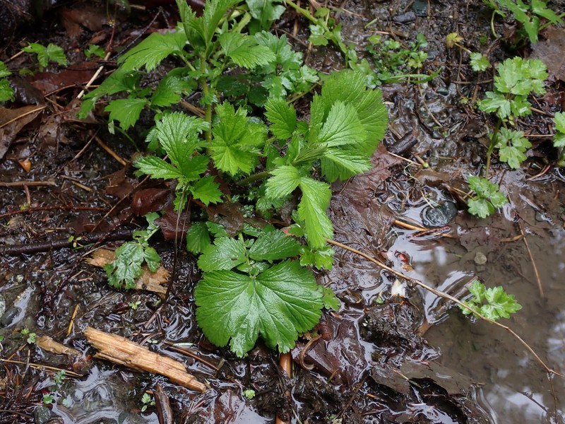 Geum macrophyllum var. macrophyllum photo 5