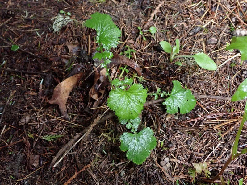 Geum macrophyllum var. macrophyllum photo 6