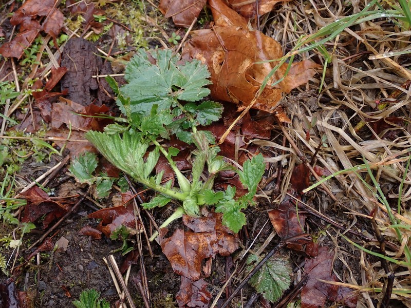 Geum macrophyllum var. macrophyllum photo 7