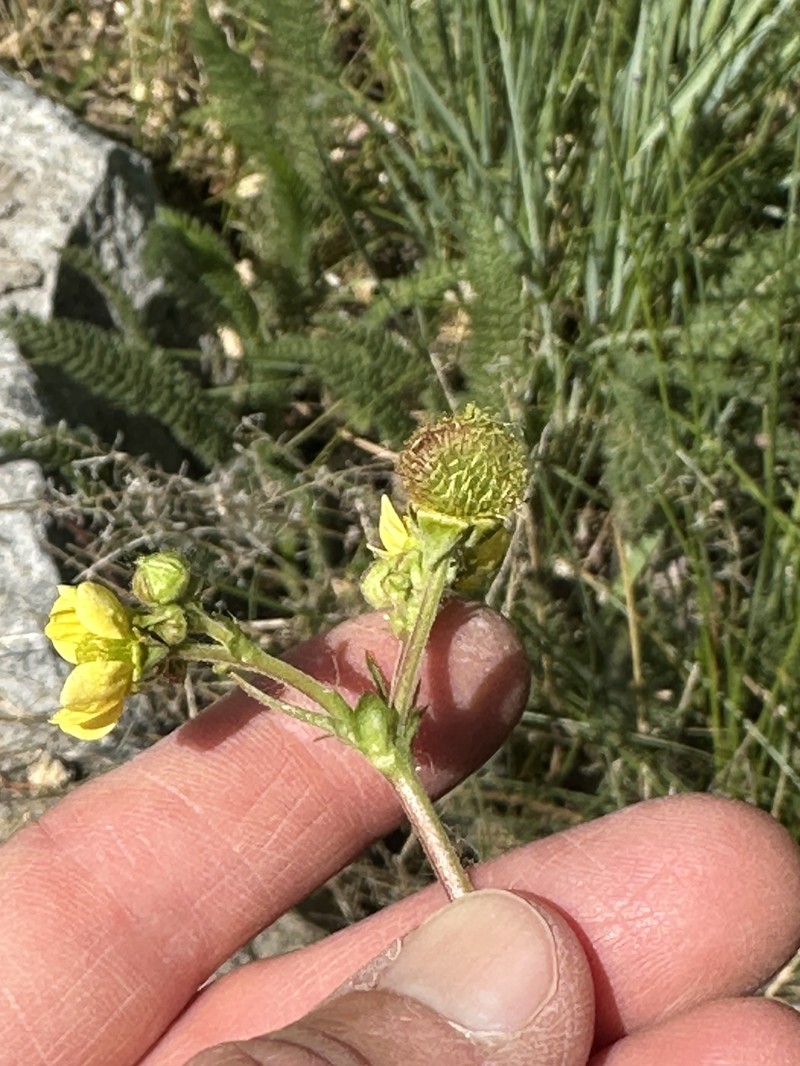 Geum macrophyllum var. perincisum