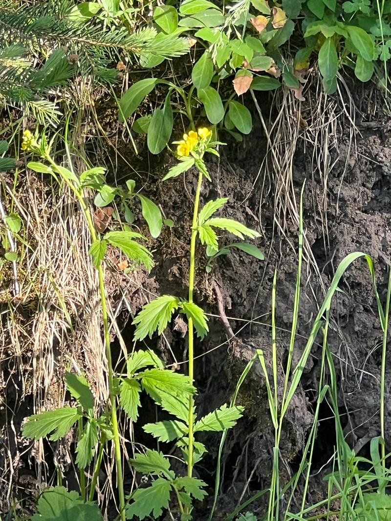 Geum macrophyllum var. perincisum photo 2