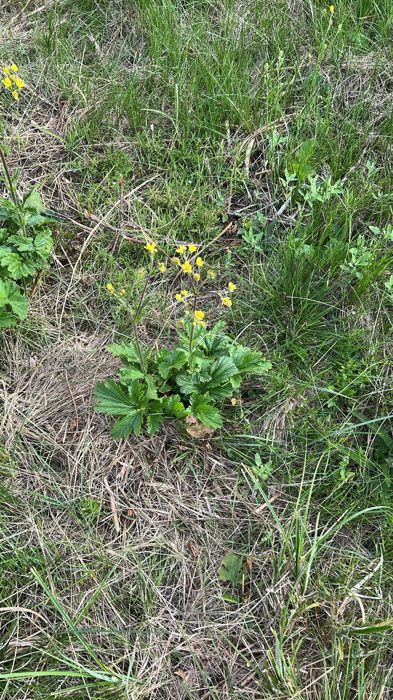Geum macrophyllum var. perincisum photo 3